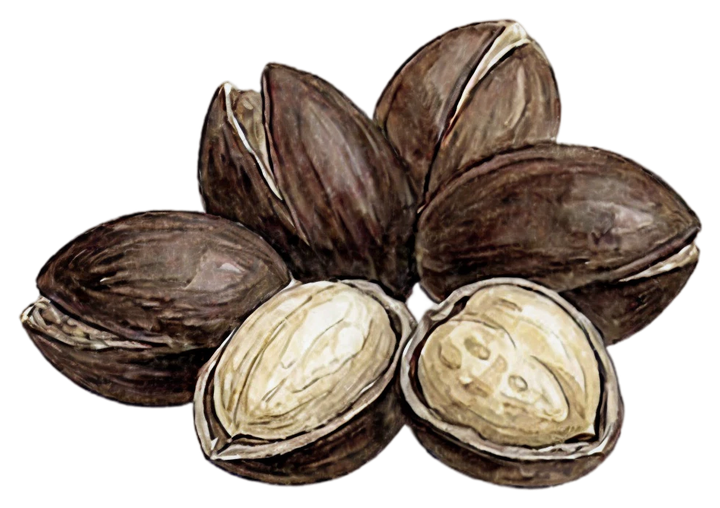 Argan Oil