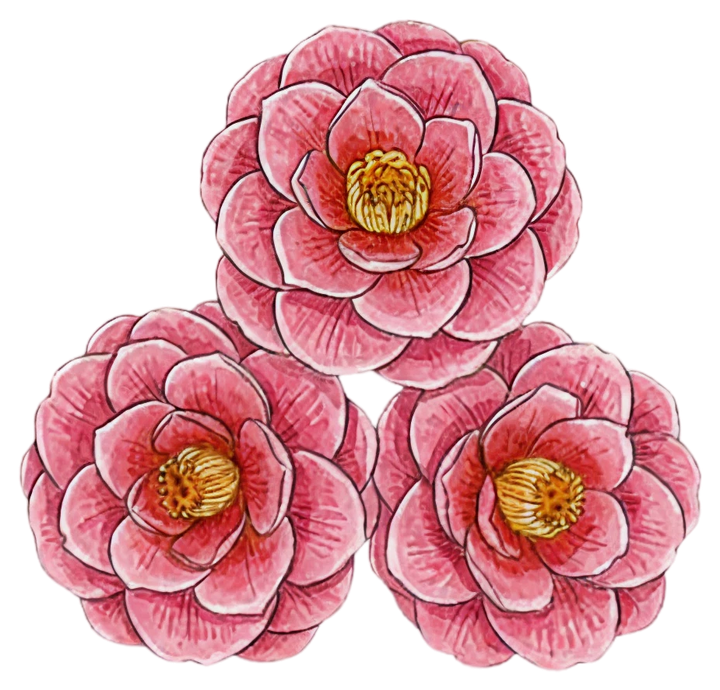 Camellia Seed Oil