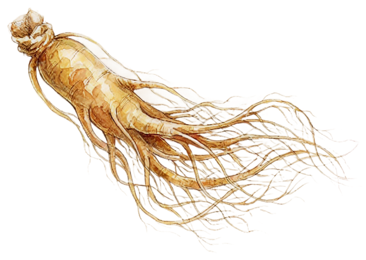 Ginseng Seed Oil