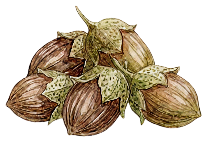 Jojoba Seed Oil
