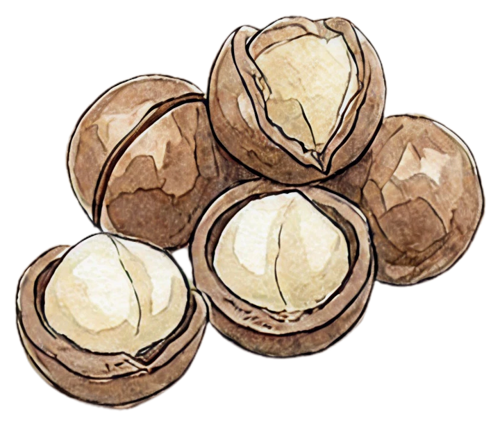 Macadamia Seed Oil