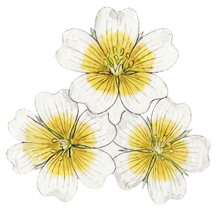 Meadowfoam Seed Oil