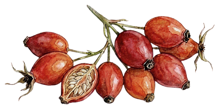 Rosehip Seed Oil