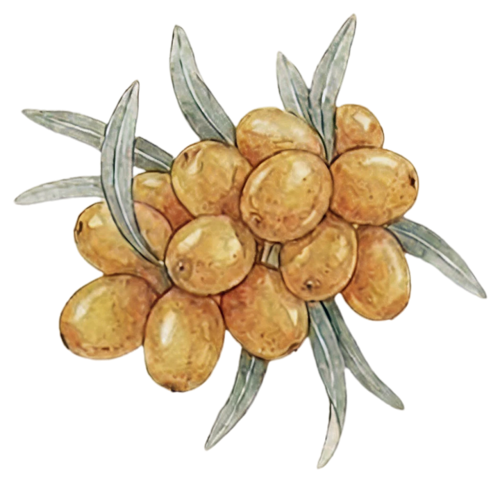 Sea Buckthorn Fruit Oil